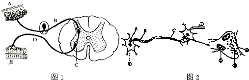 1反射弧是由神经中枢和组成的