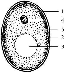 如图是酵母菌的结构图,酵母菌是单细胞个体,细胞内不含