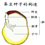 蚕豆胚根胚芽图图片