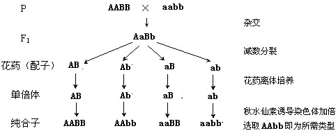 单倍体育种的遗传图解图片
