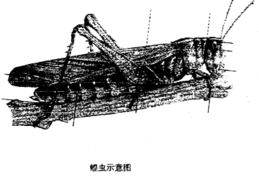 (3)蝗虫的外骨骼的作用是   (4)蝗虫共有  对足,其中适于跳
