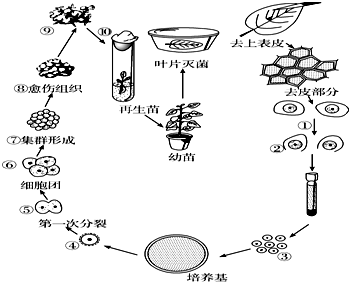 植物组织培养示意图图片