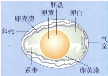 鱼卵细胞结构图片