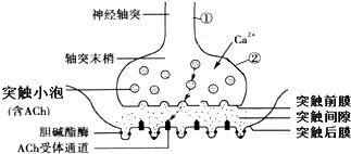 肌接頭乙酰膽鹼突觸傳遞神經肌肉接頭處軸突末梢神經肌肉接頭的結構