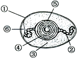 鸟卵的结构示意图图片