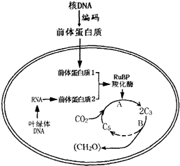 植物叶肉细胞图片