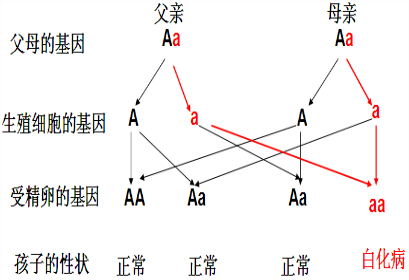 子一代自交遗传图解图片