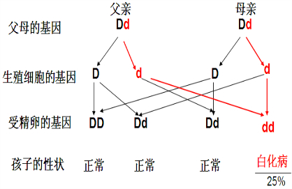 白化病遗传系谱图分析图片