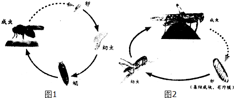 如图是昆虫的发育过程示意图请据图回答(1)图1是变态发育过程例如 