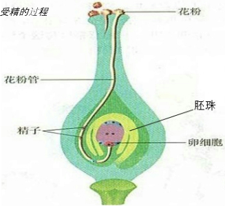 雌蕊中c.雄蕊中d.胚珠中 題目和參考答案——青夏教育精英家教網