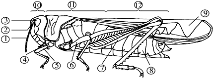 (注意:[]内填数字横线上填名称)(1)蝗虫是常见的昆虫它的身体分为 