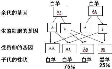 白色公羊与白色母羊交配生下了一只白色小羊和一只黑色小羊