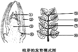 杨树枝条结构图图片
