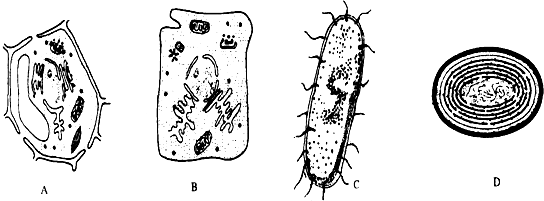 肺炎链球菌 手绘图图片