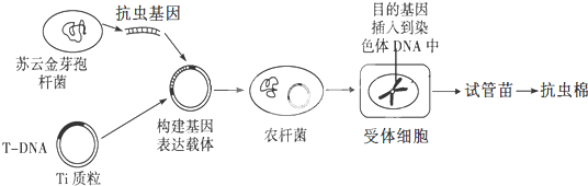 棉花的生长过程图解图片