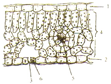 如图是蚕豆叶的横切面图请据图回答(1)叶片的结构包括[12] 