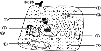 如图表示某淋巴细胞,膜外颗粒为抗体,请回答