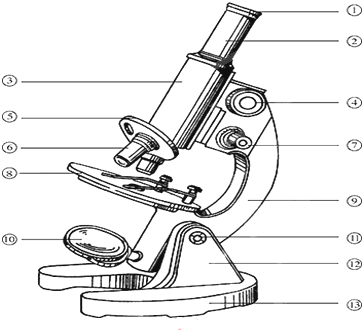 显微镜结构示意图图片