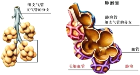 肺泡间孔cohn孔示意图图片