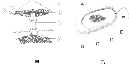 组成蘑菇的结构是