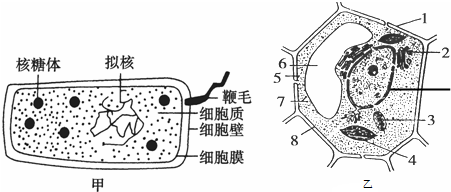 如图所示为两种不同细胞的亚显微结构模式图,识图后回答:([]中填序号