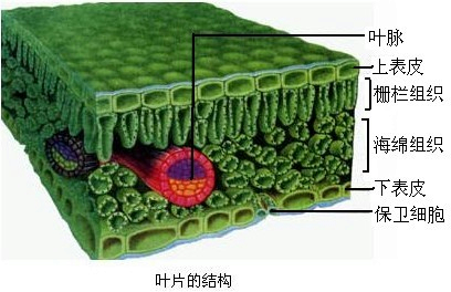 下列不属于叶片的组成部分的是( ) A.叶脉B.叶肉C.叶柄D.表皮 题目和参考答案——青夏教育精英家教网——
