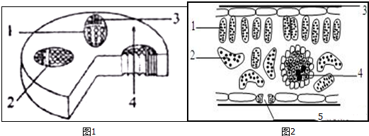 茎的初生结构简图手绘图片