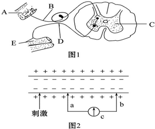 缩手反射弧图片