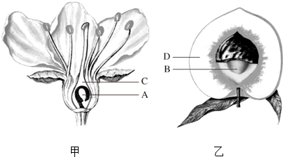 (1)b是由甲中的 发育而成的, c发育成乙中的 ,(2)一朵桃花中有雌蕊和