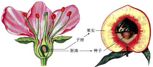 花与种子的关系示意图图片