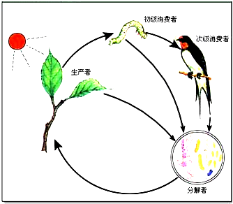 生态系统坐标图图片