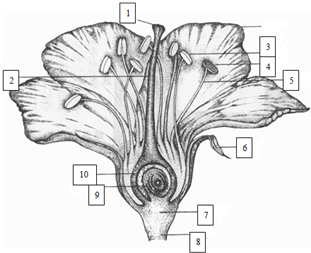 花的结构解剖图标本图片