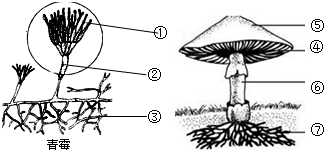 如图是青霉和蘑菇的结构图,下列说法不正确的是( )