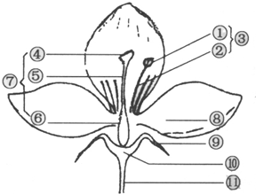 ① ② ④ ⑤ ⑥ ⑧ ⑨ (2)在一朵花的结构中