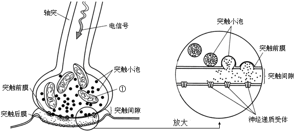 突触小体的结构示意图图片