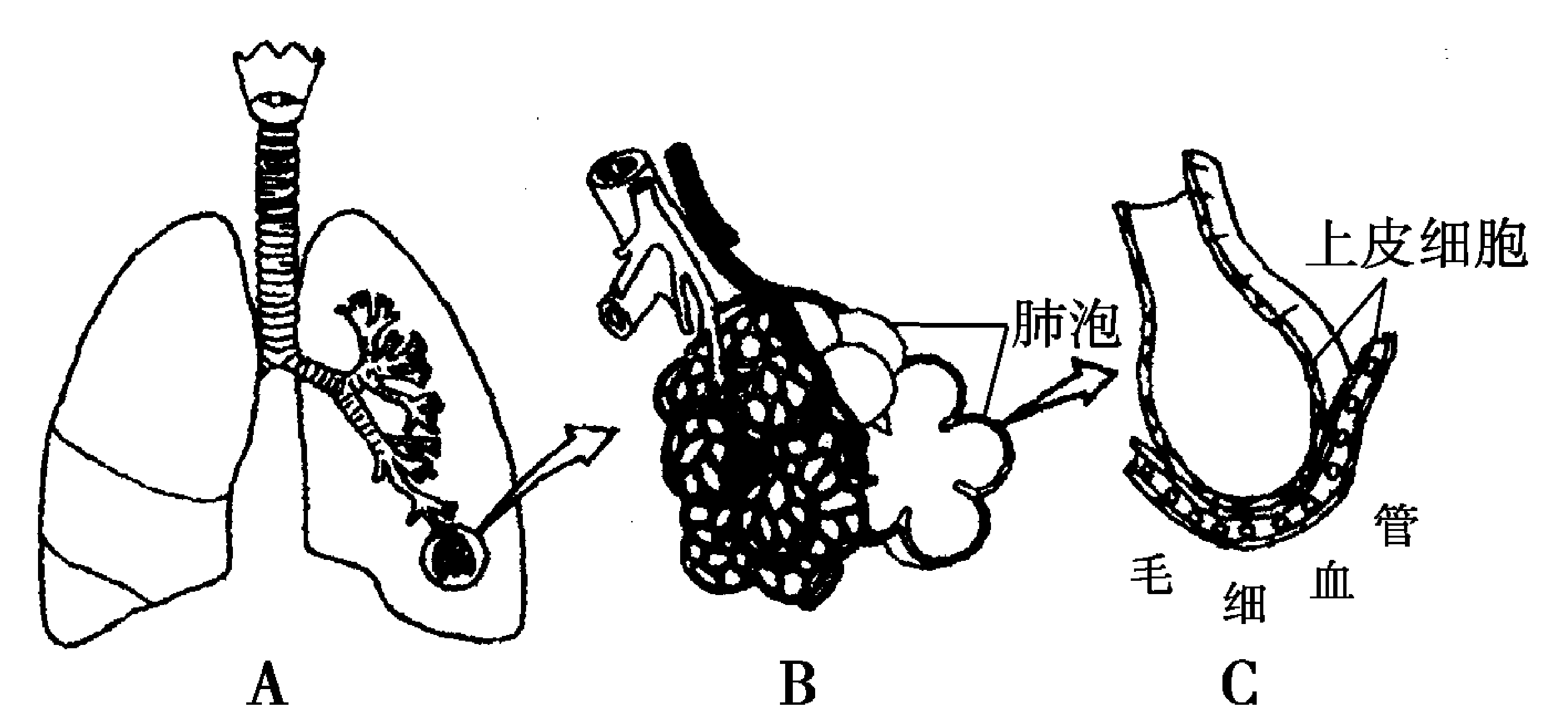 肺泡手绘图图片