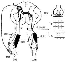 蜷缩反射图片