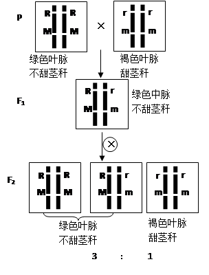 (4)(4分)見右圖(2分)(3)兩對基因位於一對同源染色體上,而且形成配