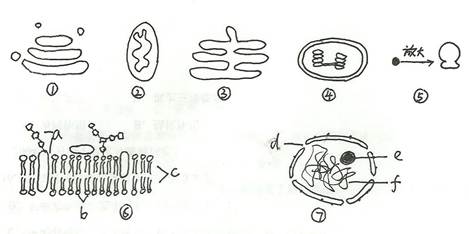核糖体结构图手绘图片