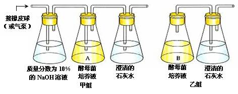 甲组探究酵母菌的有氧呼吸,乙组探究酵母菌的无氧呼吸c