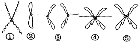 染色体.染色单体.dna分子三者之间的数量比为1:2:2的时期是a.前期.