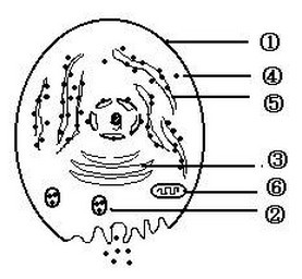 下图表示动物细胞请据图回答