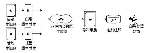 白菜叶结构示意图图片