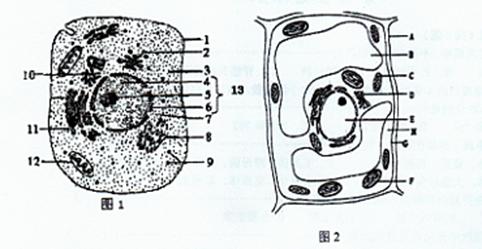 图2为植物细胞亚显微结构示意图