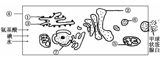 下图是人体甲状腺细胞摄取原料合成甲状腺球蛋白的基本过程试回答中填