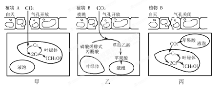 圖乙和圖丙表示景天科植物b的co2同化過程(夜間氣孔開放,吸收的co2