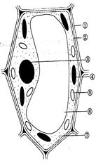 下圖是植物細胞結構圖.請根據圖回答以下問題.