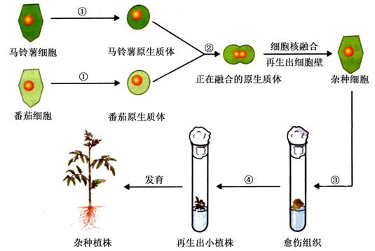 植物体细胞杂交基因型图片