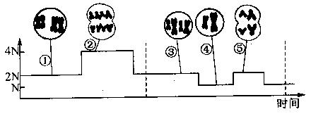 下圖是動物細胞有絲分裂和減數分裂過程一個細胞中染色體數目變化規律