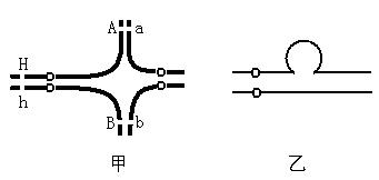 甲,乙两模式图分别示意细胞分裂过程中出现的异常的"十字形结构"